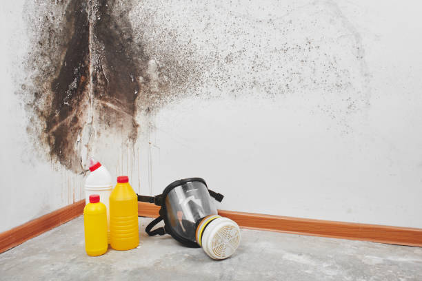 Best Attic Mold Removal  in Arnold Line, MS