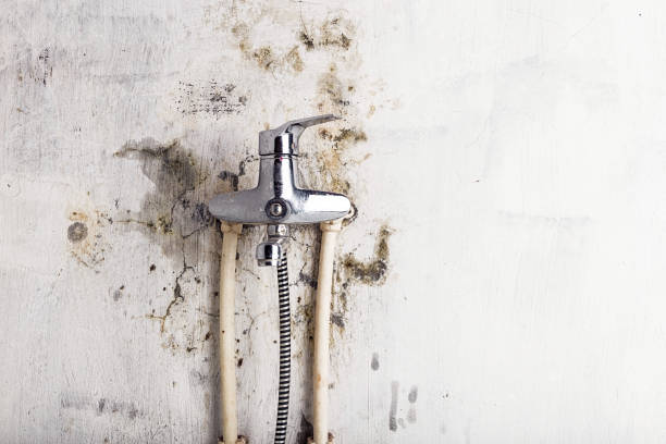 Best Mold Damage Repair  in Arnold Line, MS