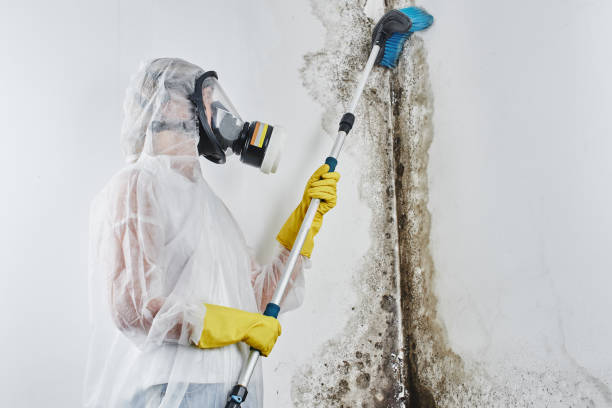 Best Same-Day Mold Removal  in Arnold Line, MS