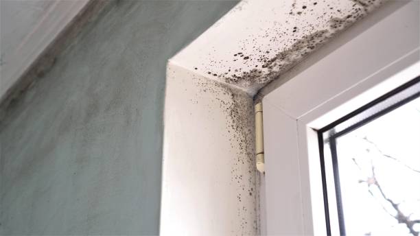 Best Black Mold Removal  in Arnold Line, MS
