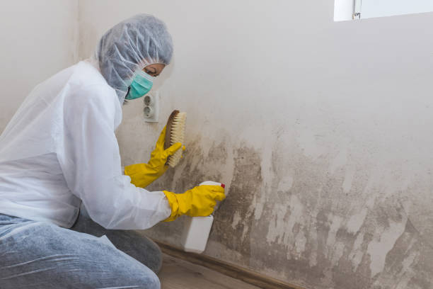 Best Toxic Mold Removal  in Arnold Line, MS