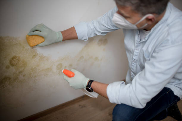 Best Mold Testing and Removal  in Arnold Line, MS
