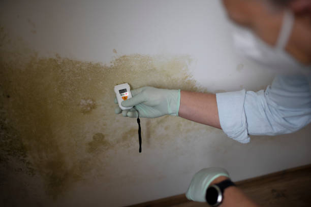 Arnold Line, MS Mold Removal Company