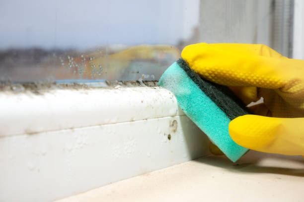Best Mold Cleaning Services  in Arnold Line, MS