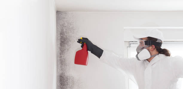 Mold Removal and Inspection in Arnold Line, MS