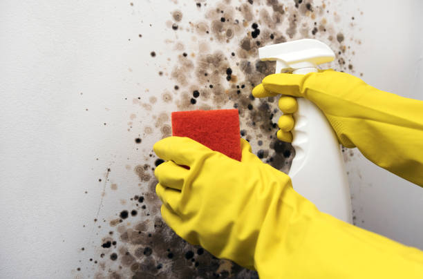 Best Mold Removal and Inspection  in Arnold Line, MS