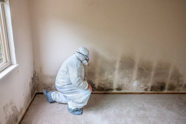 Best Toxic Mold Removal  in Arnold Line, MS