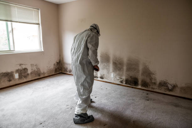 Best Office Mold Removal Services  in Arnold Line, MS