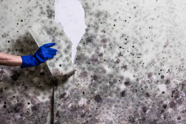 Best Mold Cleaning Services  in Arnold Line, MS
