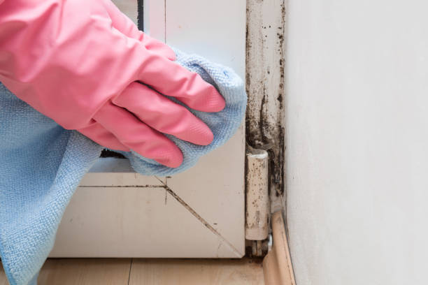 Best Affordable Mold Removal  in Arnold Line, MS