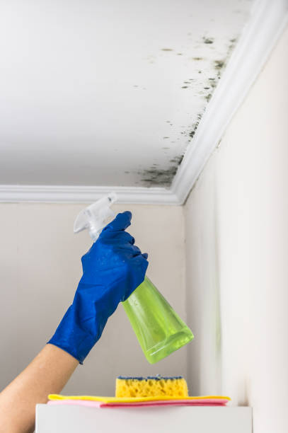 Best Commercial Mold Removal  in Arnold Line, MS